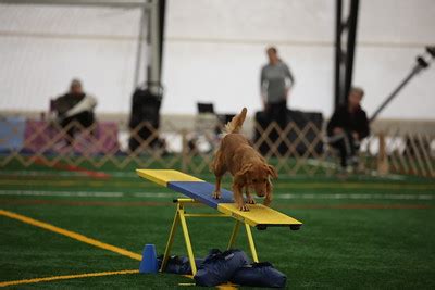 showtime agility|Wilmslow DTC The November .